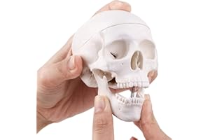 EUDDOO Mini Skull Model - 3 Parts Small Size Human Anatomical Anatomy Medical Teaching Skeleton Head Studying