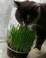 Cat FurNature Cat Grass 4 Pack All-in-One Kits UK Grow Your Own view 7