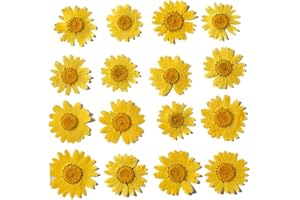 YUNZHI 50pcs Natural Dried Daisy Flower, Vacuum Packaging, Pressed Flower for House Decoration, Jewelry Making, Phone case Decoration (Orange Yellow)