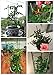 Anleo Plant Support Ring Garden Trellis Flower Iron Support Climbing Plant Grow Cage with Adjustable Rings