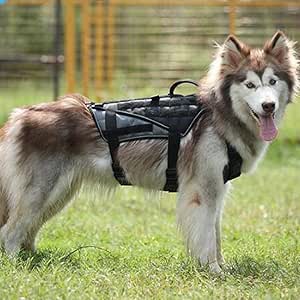 husky harness amazon