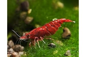 Seam Oasis Fire Red Premium High-Grade Neocaridina Freshwater Aquarium Shrimp, Live Arrival Guarantee (Pack 20)