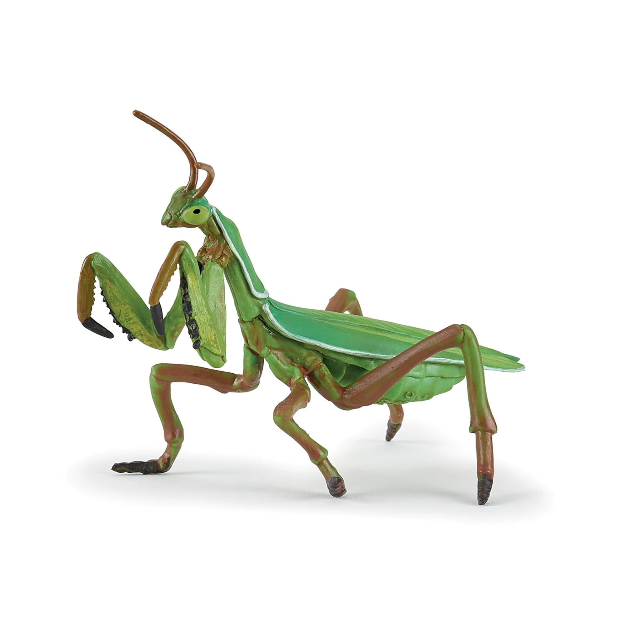 Praying mantis