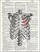 Dictionary Art Print - Ribcage with Heart - Printed on Recycled Vintage Dictionary Paper - 8.5