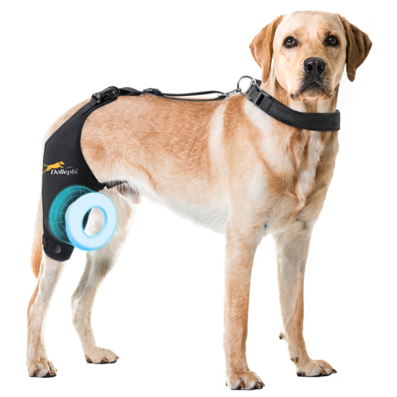 Photo 1 of Dollephi Dog Knee Brace for Torn ACL Hind Leg, Support for Patella Dislocation or Osteoarthritis, Cruciate Ligament Injuries, Cut-Out Non-Slip Wrap Promotes Patellar Stability((Right Leg,M)                                    