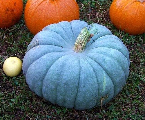 Amazon Com Pumpkin Seeds Queensland Blue Ukraine Heirloom