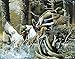 Ducks Unlimited Beaver Pond Tin Sign Tin Sign , 16x13