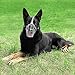 BRONZEDOG Dog Muzzle Wire Basket Metal Mask for Small, Medium and Large Dogs, Breathable, Dog can Drink, Adjustable, Padded, Training, Prevents Biting (Size 5: Belgian Malinois & Golden Retriever)