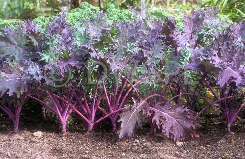 Todd's Seeds Red Russian Kale Seed - 1 Pound