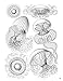 Ernst Haeckel: Art Forms in Nature Coloring Book