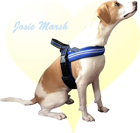 chest led dog harness