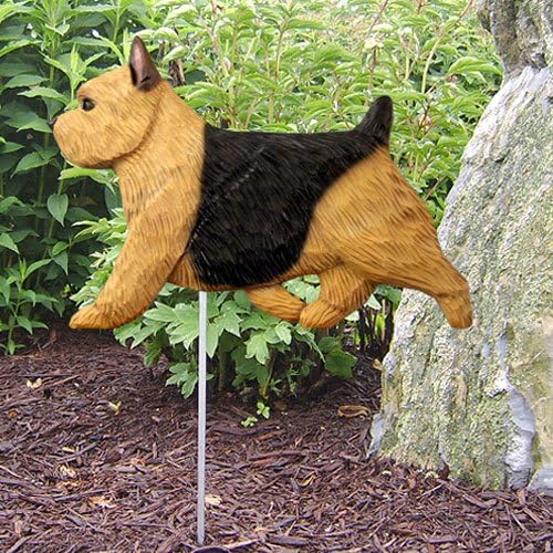 black and tan norwich terrier