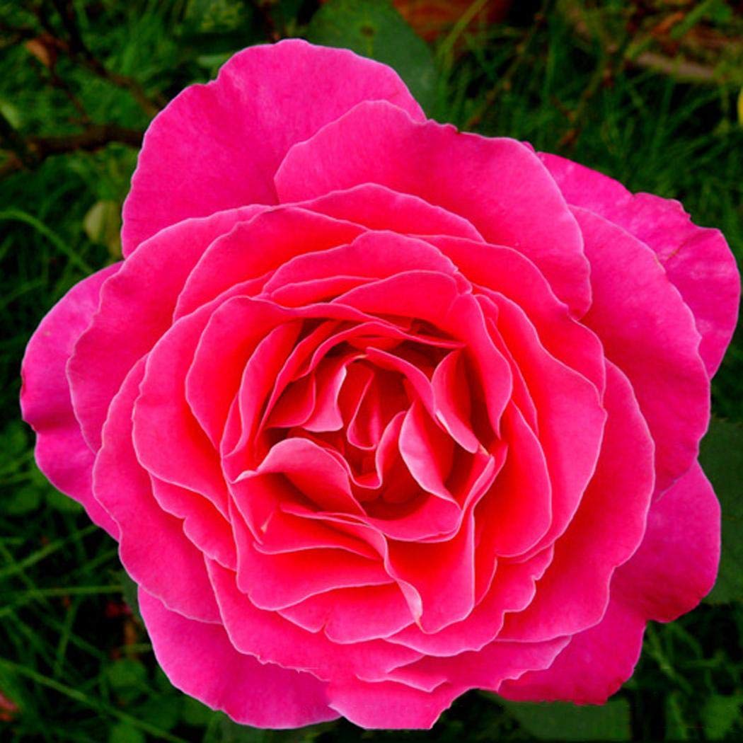 Pinsparkle Mix Rose Flowers Seeds Flower Seeds Plant Seed Courtyard Plant Seeds Flowers