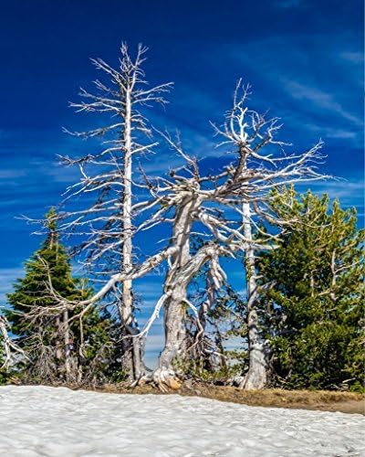 Crater Lake Sentinels. Fine Art Nature Photography Print for Home Decor Wall Art