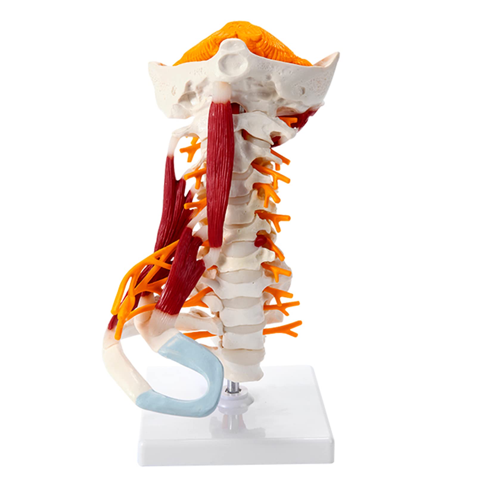 Mua Human Body Cervical Spine Model Bone Model Using Dusty Muscle