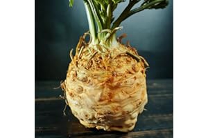Park Seed, Mars' Organic Celeriac Seeds, Pack of 100 Seeds