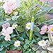 Sustee Aquameter (Green, Medium) - Plant Soil Moisture Meter, Sensor, Probe, Indicator - Best for Potted Plants
