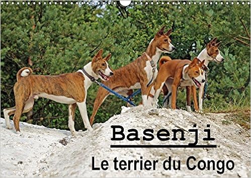 race chien basenji