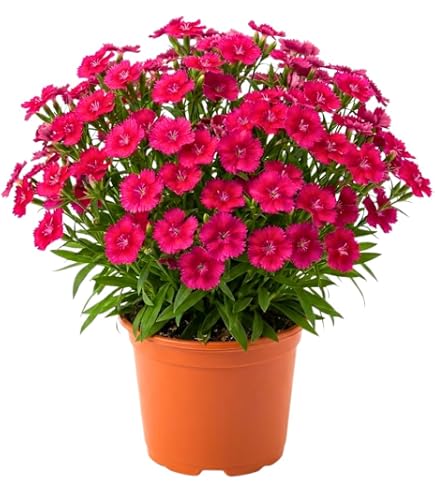 Amazon.com : Dianthus Perennial Plant Live for Planting Outdoors, Dianthus  Pink Blooms, Very Fragrant in Pot, Easy for Gardening : Patio, Lawn & Garden