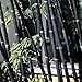 Move on 100Pcs Colorful Black Purple Green Moso-Bamboo Seeds Garden Plants (Black)