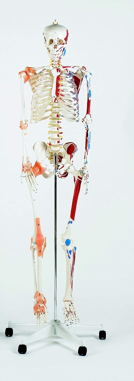 PERFORMANCE HEALTH Life Size Model Skeleton with Stand and Wheel Base, Teaching & Science Aid for Classroom, Clinic and Medical School