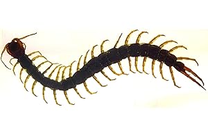 HQRP-CRYSTAL 4.3" Real Large Black Centipede in Crystal Clear Lucite Resin Paperweight Specimen Preserved Anthropopods Animal Insect Taxidermy Collection for Biology Science Education & Desk Ornament Display