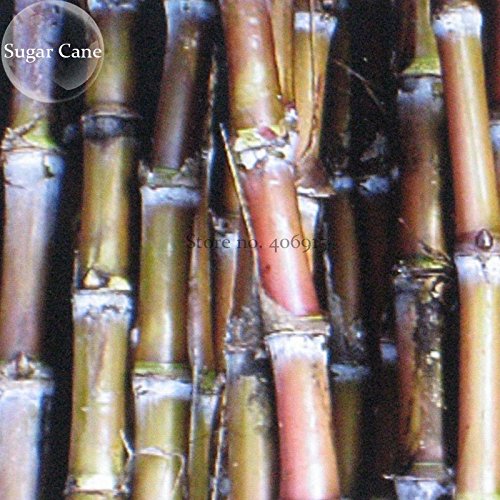 New Red Green Sugarcane Mixed 100+ Seeds