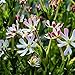 (PPHX)~"MIDNIGHT CANDY" PHLOX Seed!~~~~Sweet Fragrance!