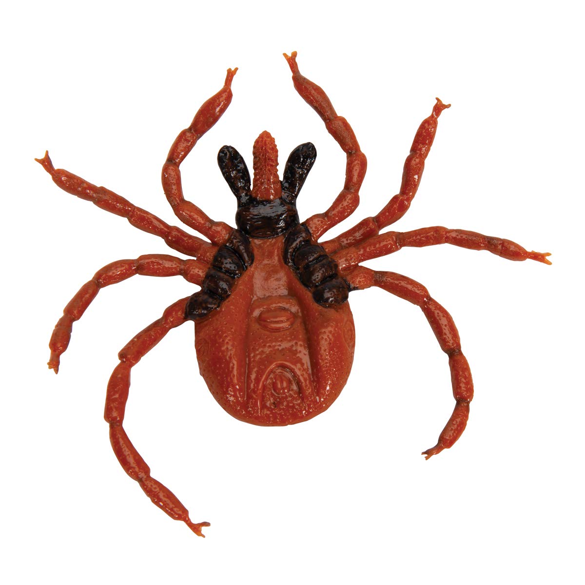 3B Scientific R50 Castor Bean Tick (Ixodes Ricinus) Model - Image 3