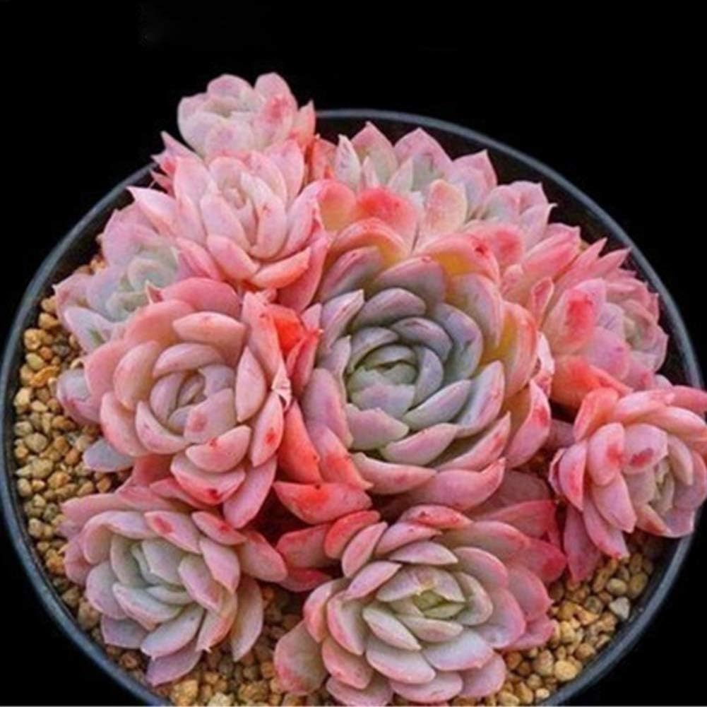 RUIBUY Succulent plants Assorted Succulent 100PCS Seeds,Real Live Potted Succulents