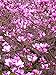 #1034 *VERY SHOWY!* MAGNOLIA TULIP TREE *7 seeds*RARE*
