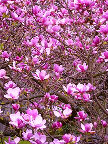 #1034 *VERY SHOWY!* MAGNOLIA TULIP TREE *7 seeds*RARE* #1034 *VERY SHOWY!* MAGNOLIA TULIP TREE *7 seeds*RARE*