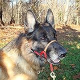 Comfort Trainer Head Halter, Red with Tan Nose