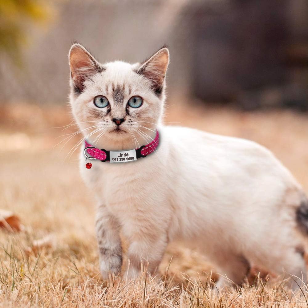 Femme Pas De Bruit Slideable Gravure Id Pour Chaton Chats Et Chiens De Petite Taille Didog Reflechissant Breakaway Personnalisee Chat Colliers En Acier Inoxydable Avec Plaque Nominative Bijoux Lemoncitylive Com