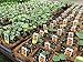 54 Coco Fiber Seed Starter Biodegradable Pots (3.5” Square Pots) for Starting Tender Rooted Vegetables, Herbs, Plant Seedlings, Cuttings, Germination Transplanting - Includes 24 Wooden 6