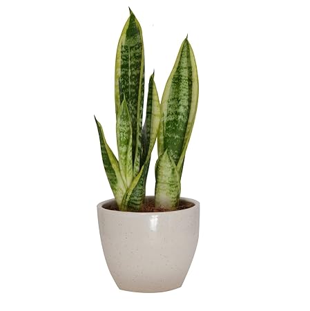 GUUCHUU Snake Indoor Plant Air Purifying Plant with Ceramic Pot (Pot Included)