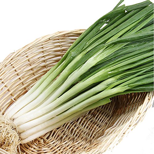 Afco 100Pcs Organic Shallot Green Onion Vegetable Seasoning Seeds Garden Bonsai Plant Wonderful Gardening Gifts
