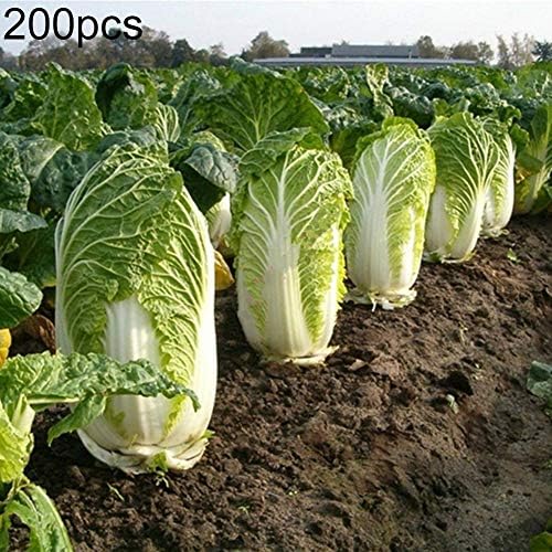 birdfern 200Pcs Organic Chinese Cabbage Seeds Nutritious Vegetable Home Garden Yard Plant |Garden Seeds Plant Seeds Flower Seeds-Office Balcony Courtyard Decor Flower Decor