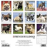 Image de Just French Bulldogs 2018 Calendar