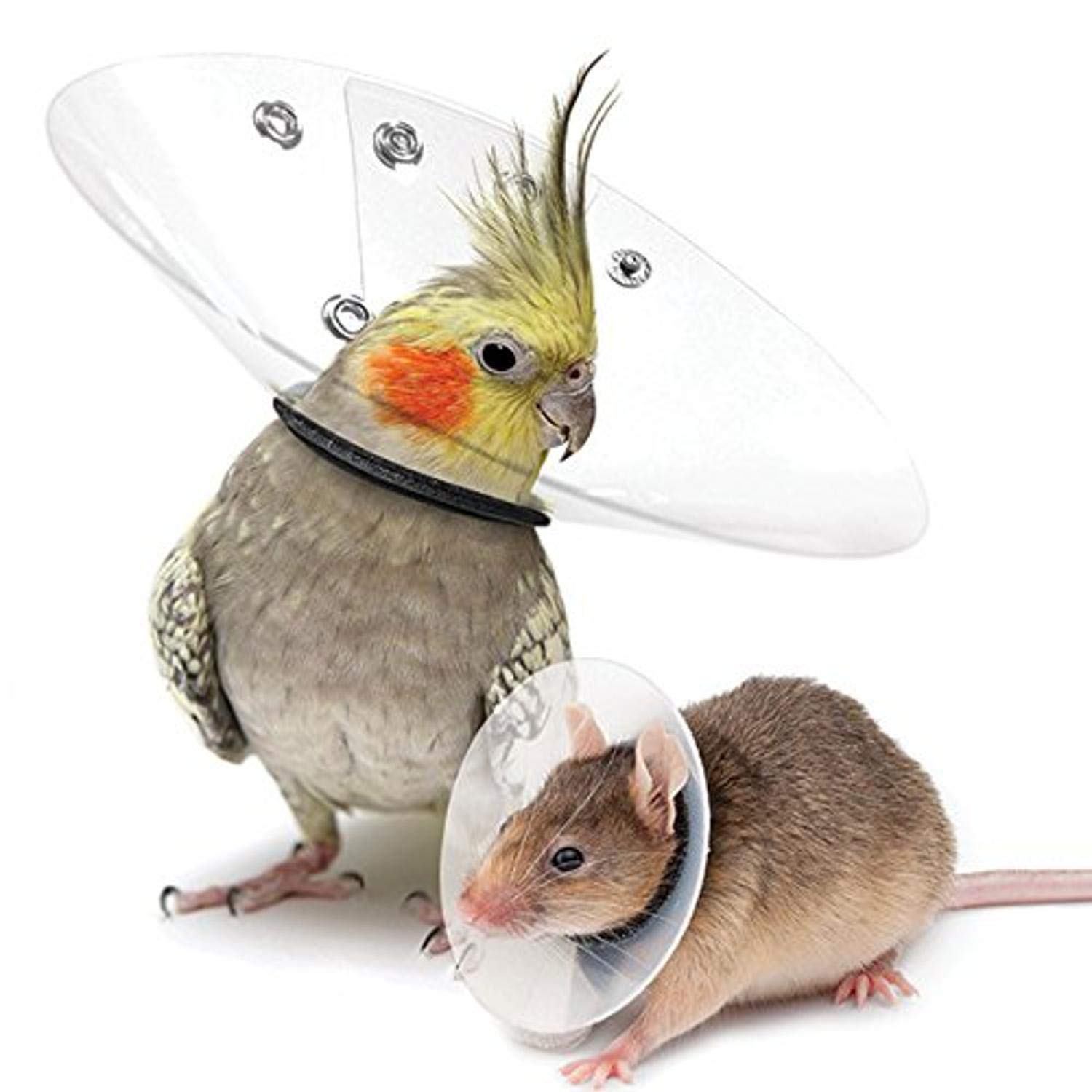 KVP - Collar Saftshield Rodents