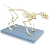 Adult 8.25" Tall - Life Size Cat Skeletal System, Anatomical Model, Domestic Shorthair Medical Quality