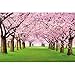 GREAT ART Photo Wallpaper – Cherry Blossom – Picture Decoration Spring Tree Avenue Nature Japan Landscape Sakura Bloom Tokyo Flowers Image Decor Wall Mural (82.7x55.1in - 210x140cm)