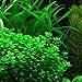 Mainam Moneywort Bacopa Monnieri Bundle Live Aquarium Plant for Freshwater Fish Tank Decoration 3 Days Live Guaranteed