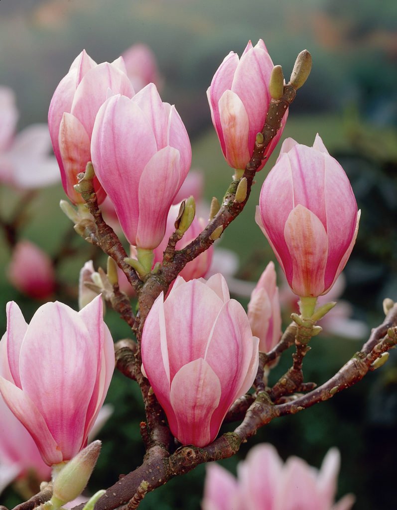 Saucer Magnolia ‘Magnolia Soulangeana’ Shrub One Gallon Healthy