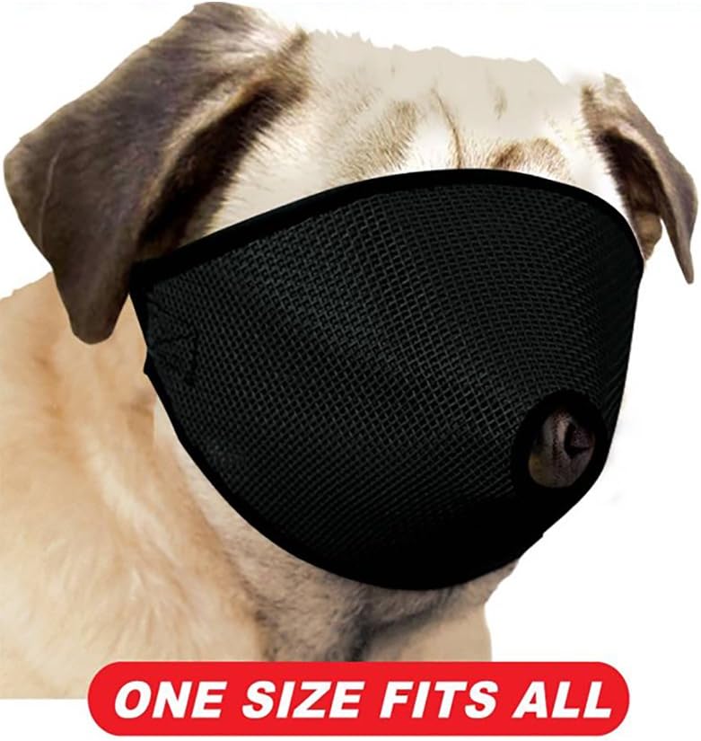 blue fawn chihuahua for sale