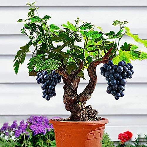 Oldhorse Beautytalk Seeds- Grape Seeds,Health Function Benefits Nutritious Fruits Tree Grape Seeds Flowers