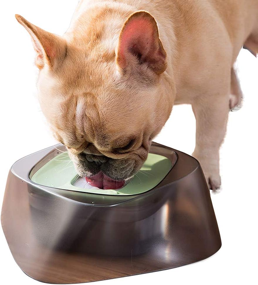 dog drinks too fast and throws up