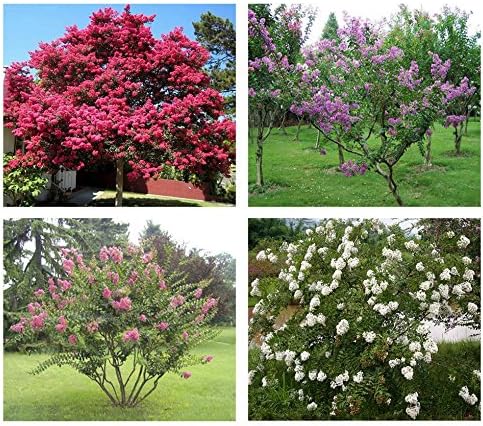 50 + Common Crape myrtle seeds Lagerstroemia indica Mix Color Ornamental CombSH