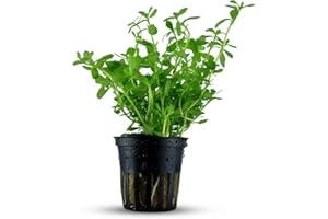 CANTON AQUATICS Live Aquarium Moneywort Bacopa (Monnieri) Plants - Long Lasting & Easy to Maintain - Removing Excess Nitrates - Promote High Water Quality - Stunning Appearance - Potted