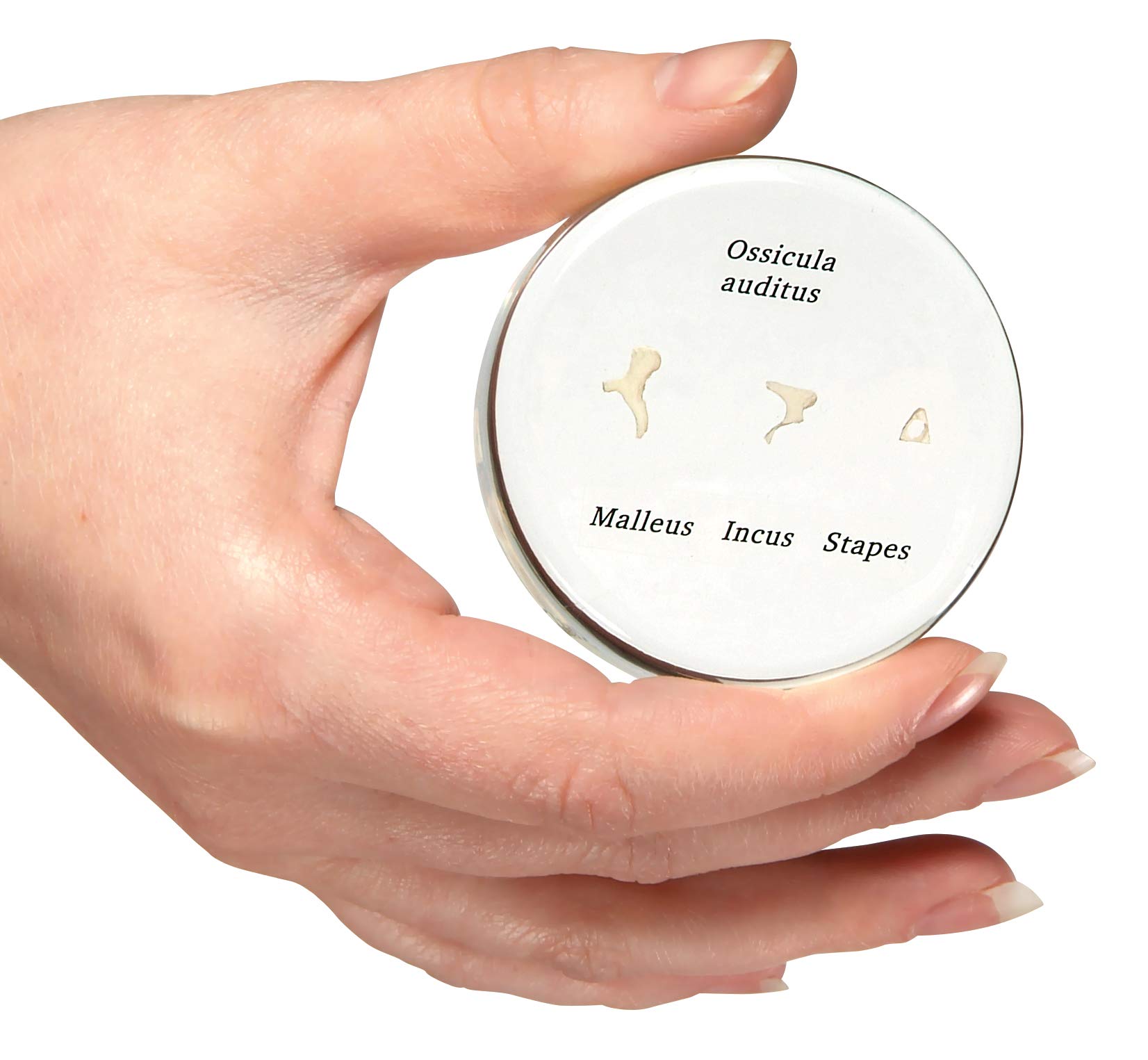 3B Scientific Human Anatomy - Life Size Auditory Ossicles Model